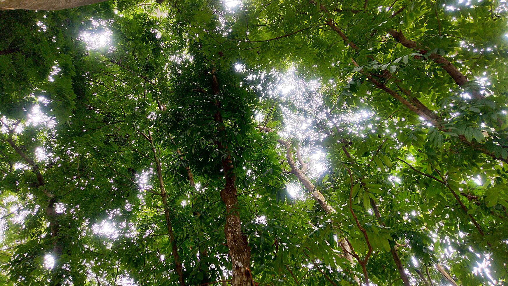 Wonderful View of green trees in forest photo