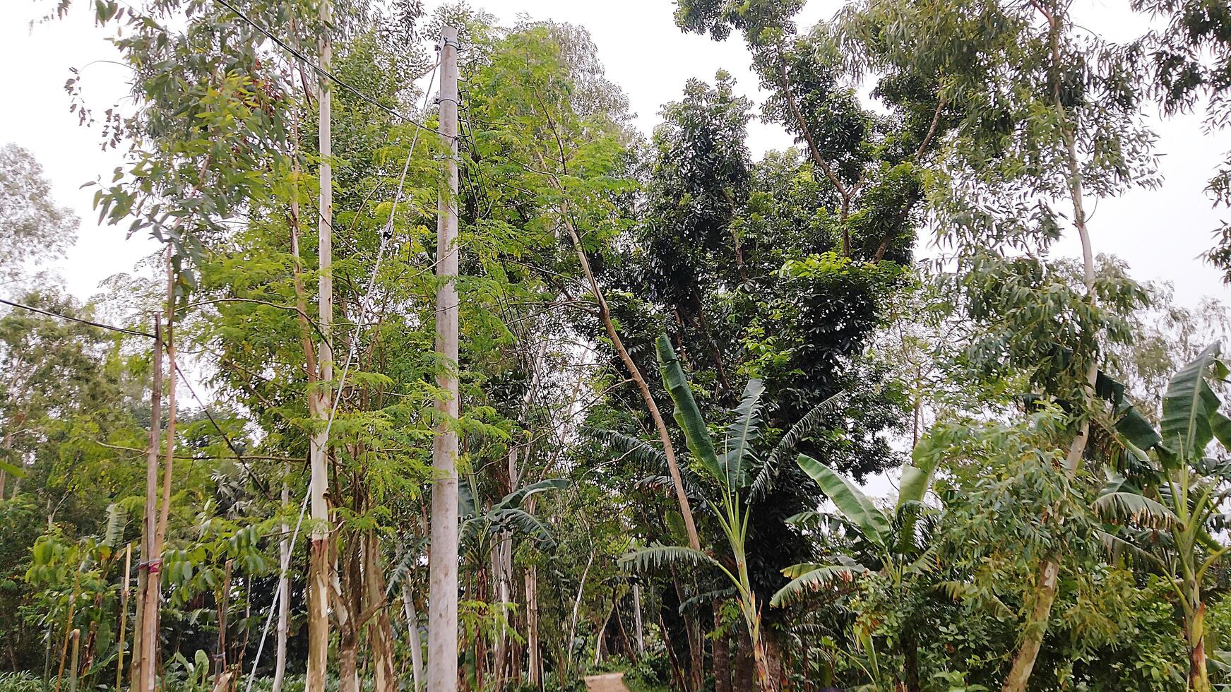 Wonderful View of green trees in forest photo