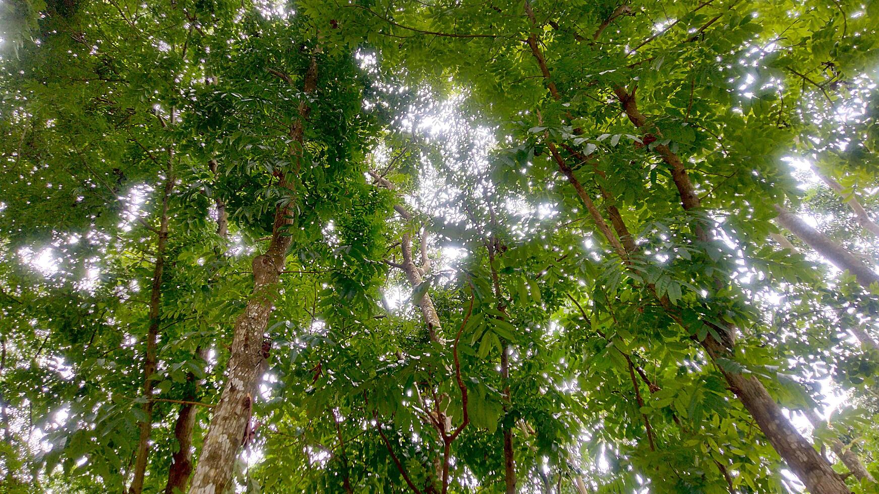 Wonderful View of green trees in forest photo
