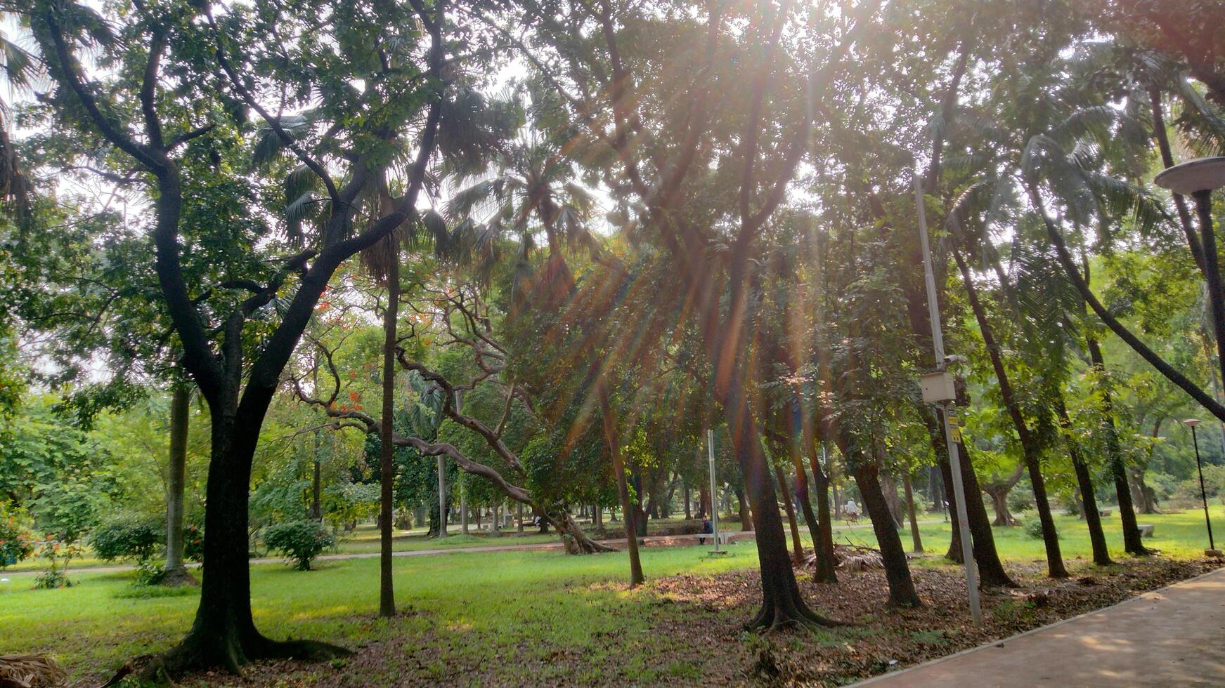 Wonderful View of green trees in forest photo