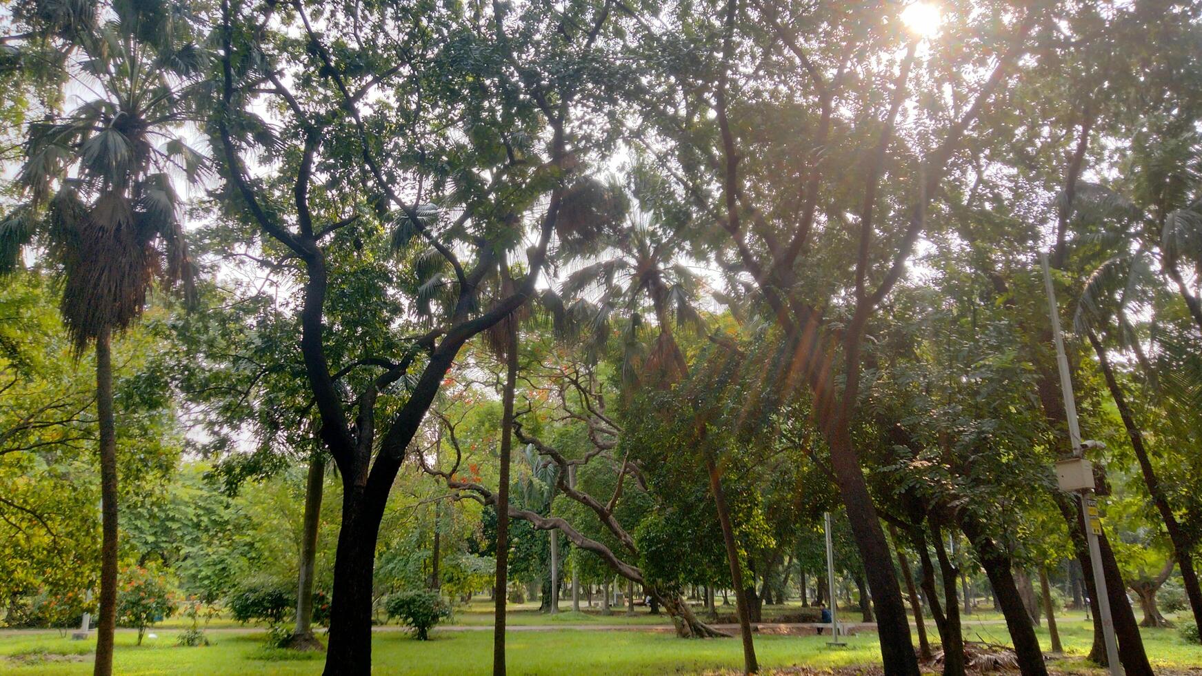 Wonderful View of green trees in forest photo
