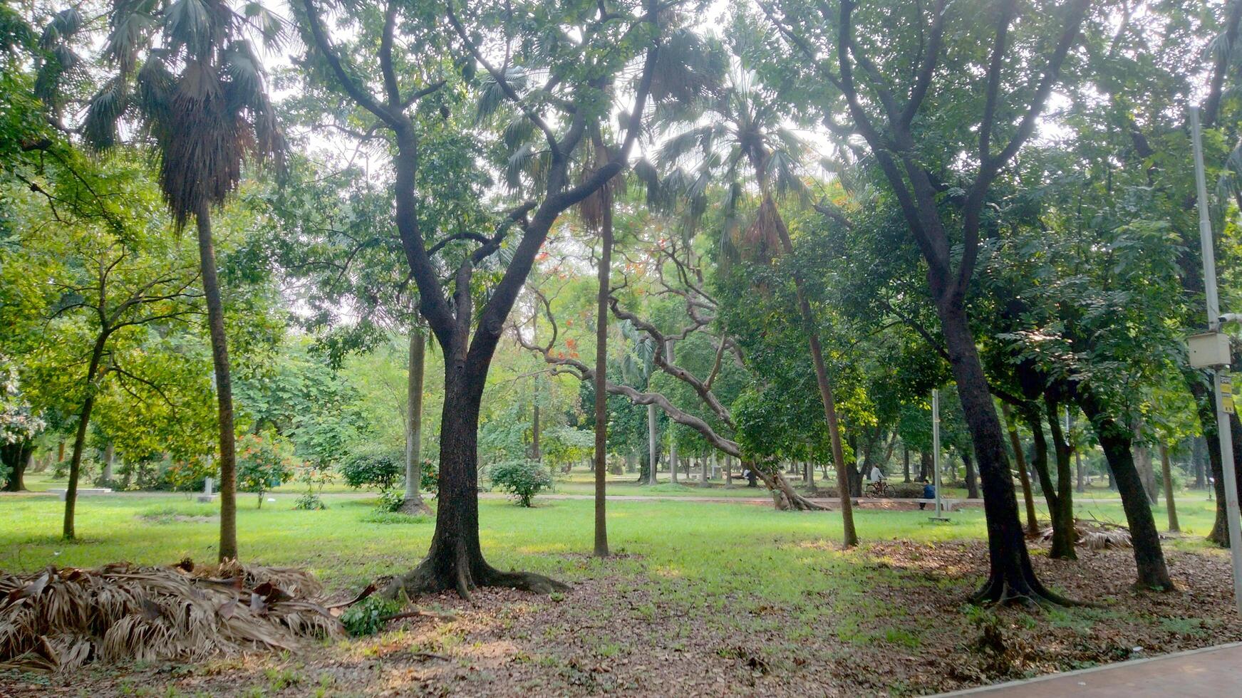 Wonderful View of green trees in forest photo