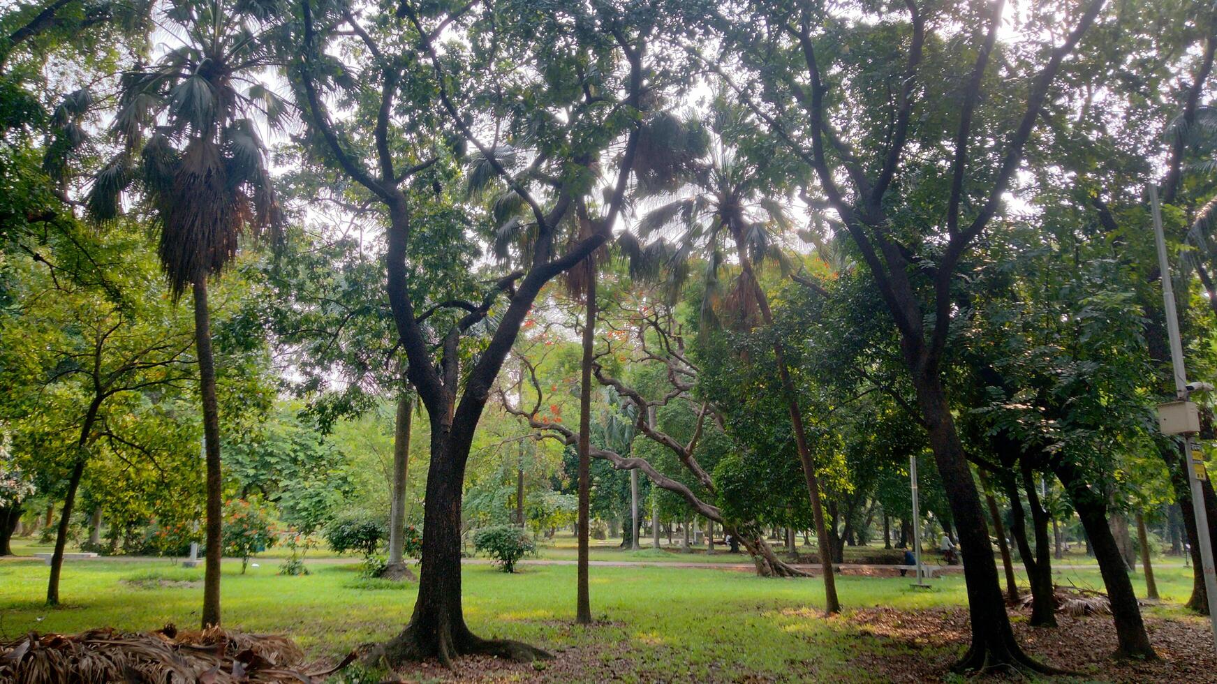 Wonderful View of green trees in forest photo