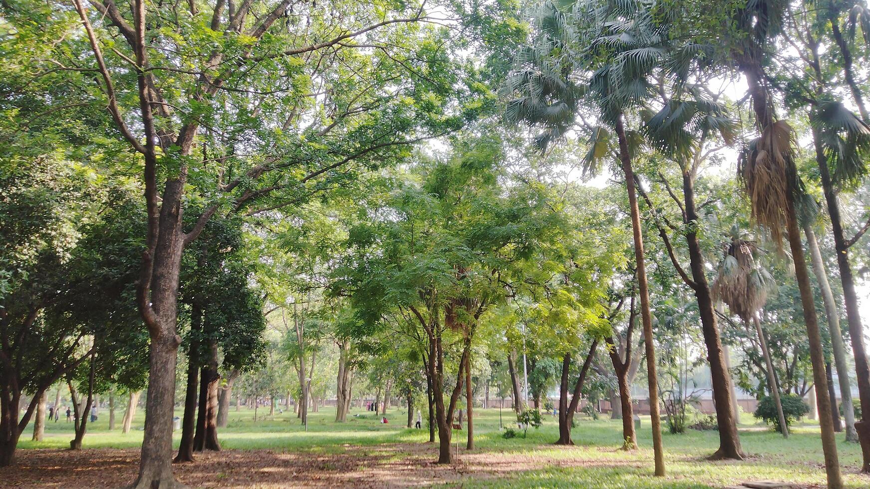 paisaje hermosa verde bosque foto