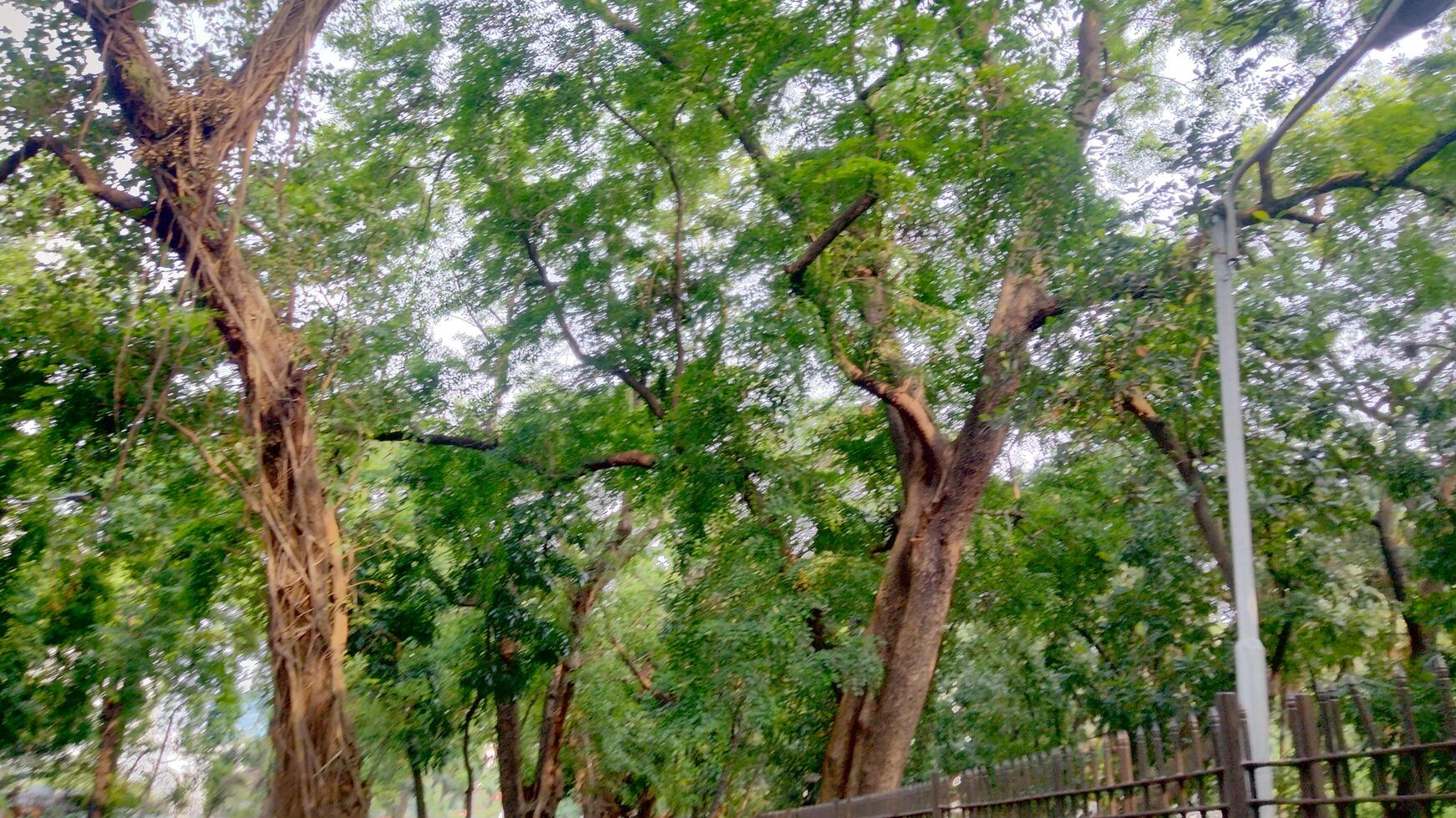 Wonderful View of green trees in forest photo