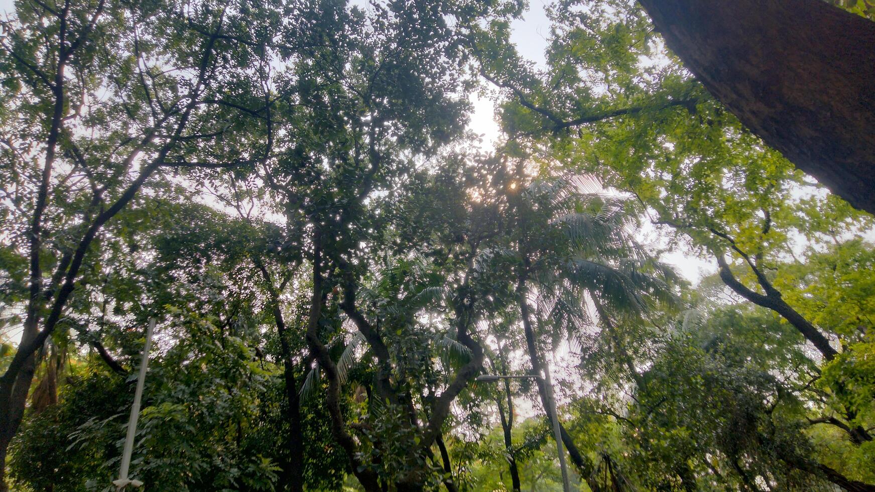 Wonderful View of green trees in forest photo