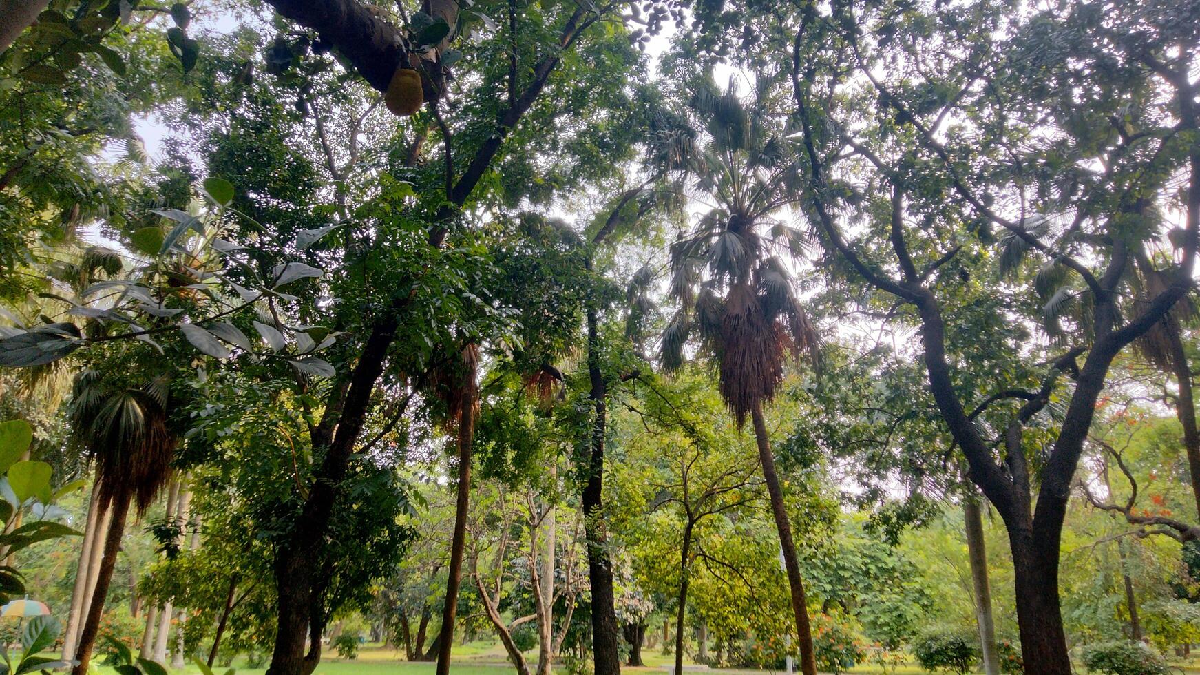 Wonderful View of green trees in forest photo