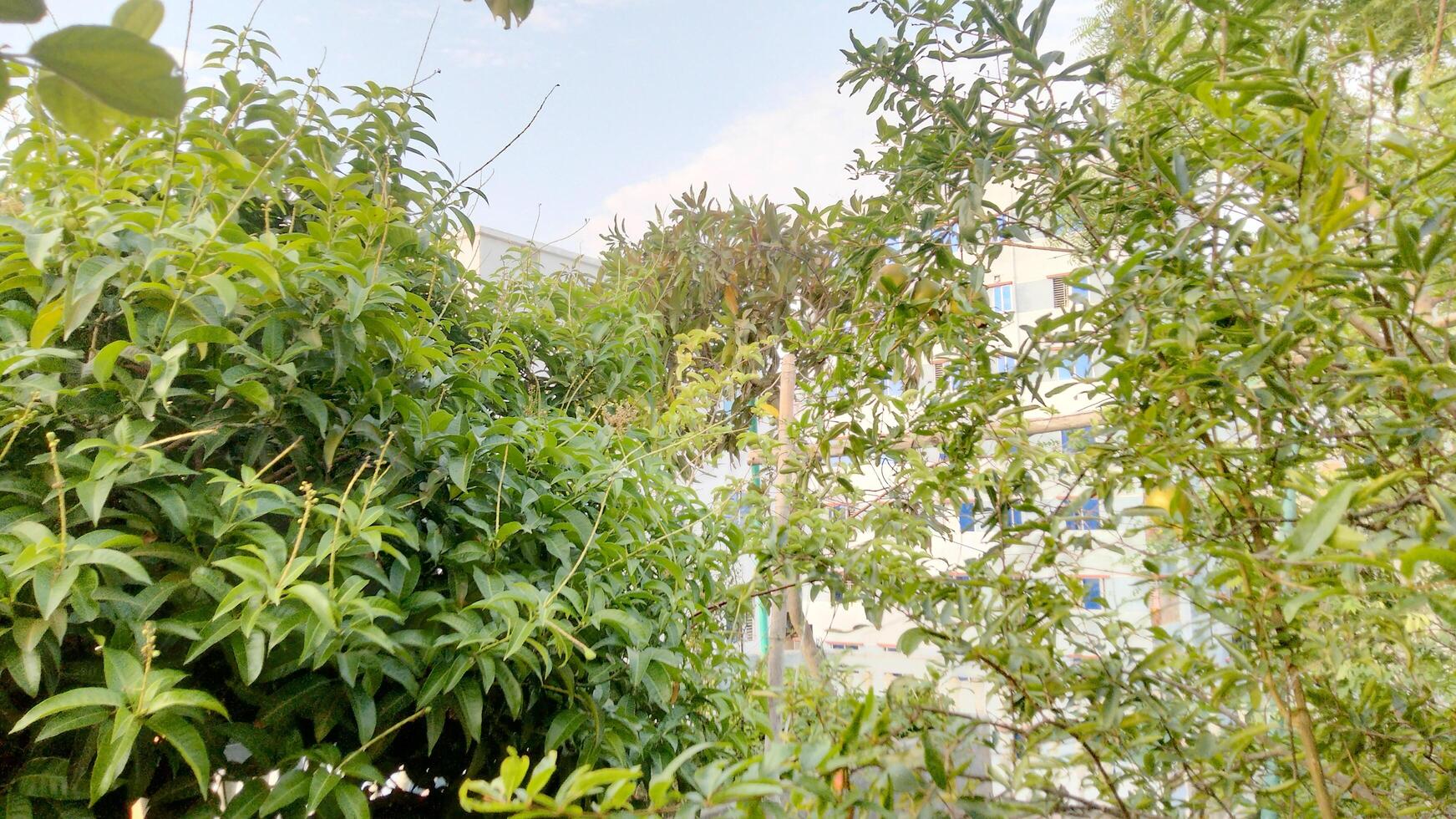 Photorealistic sustainable garden with home grown plants photo