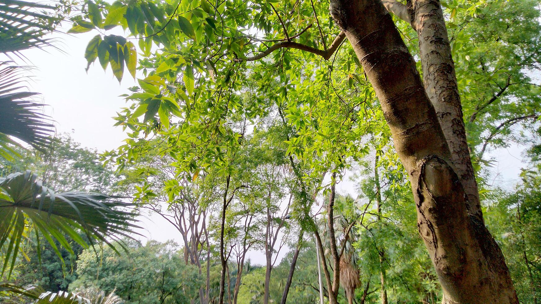 Wonderful View of green trees in forest photo