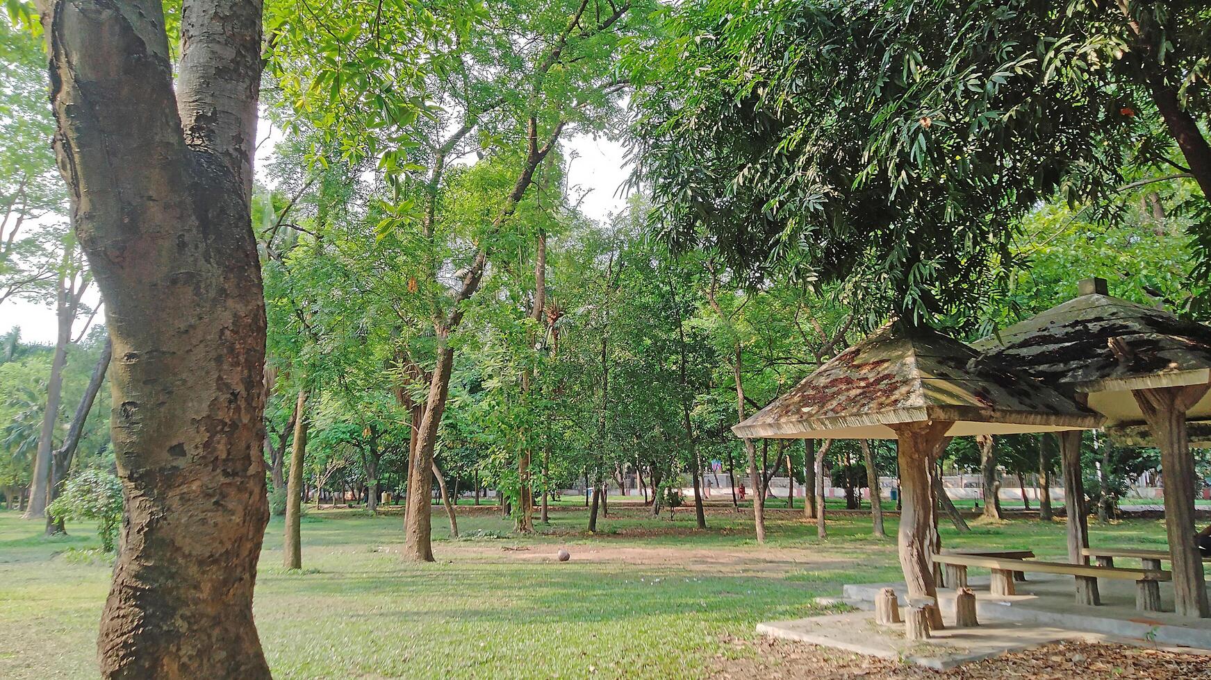 Wonderful View of green trees in forest photo