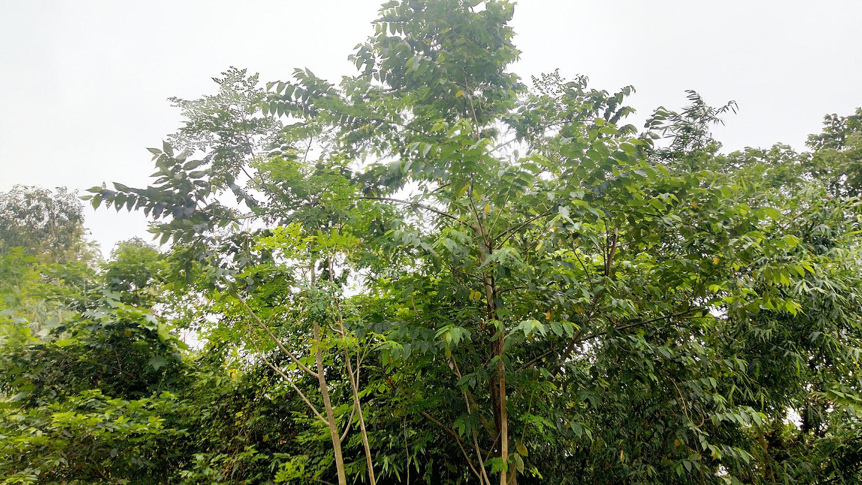 Wonderful View of green trees in forest photo