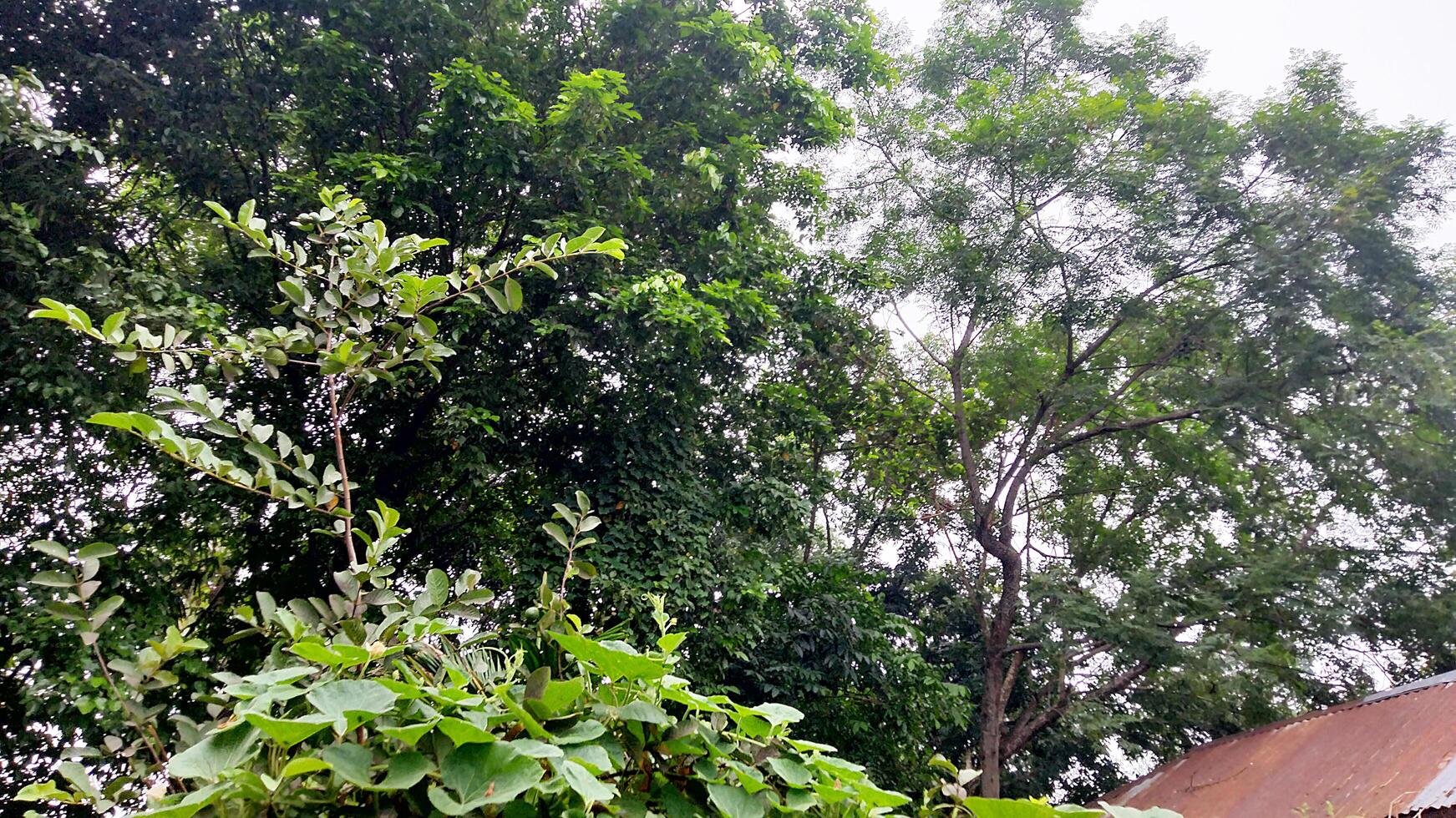 Wonderful View of green trees in forest photo