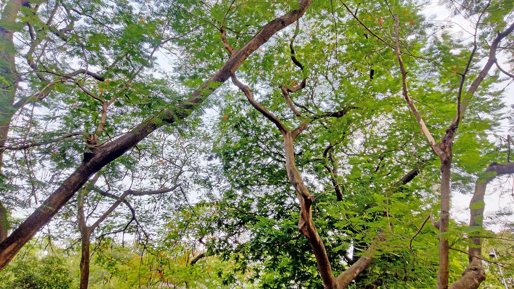 Wonderful View of trees in forest photo