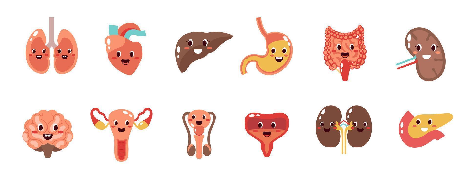 Set of cartoon organs. Lungs, kidneys, stomach, brain, heart, skin in a flat illustration vector