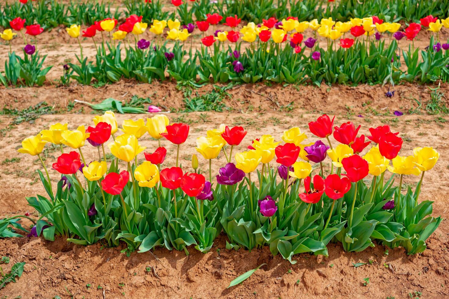 Group of mixed tulips in bloom photo