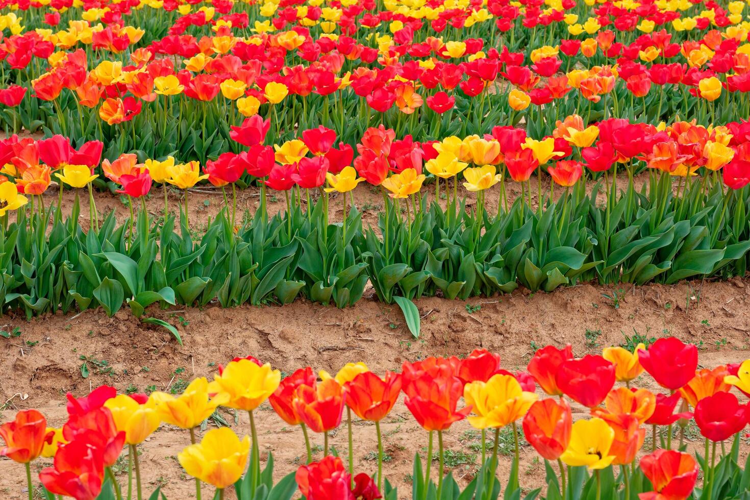 Rows of tulips in a field photo