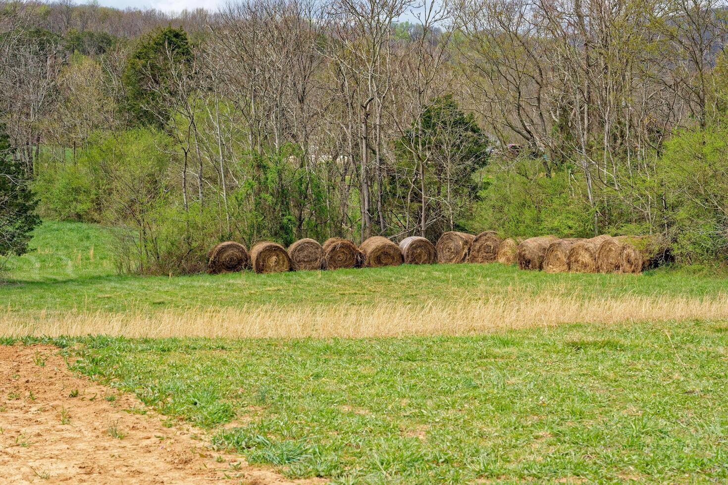 Row of hay bales in a farm field photo