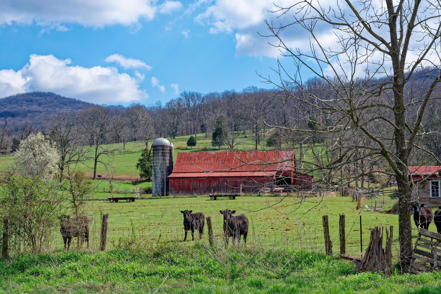 Black cows on a farm photo