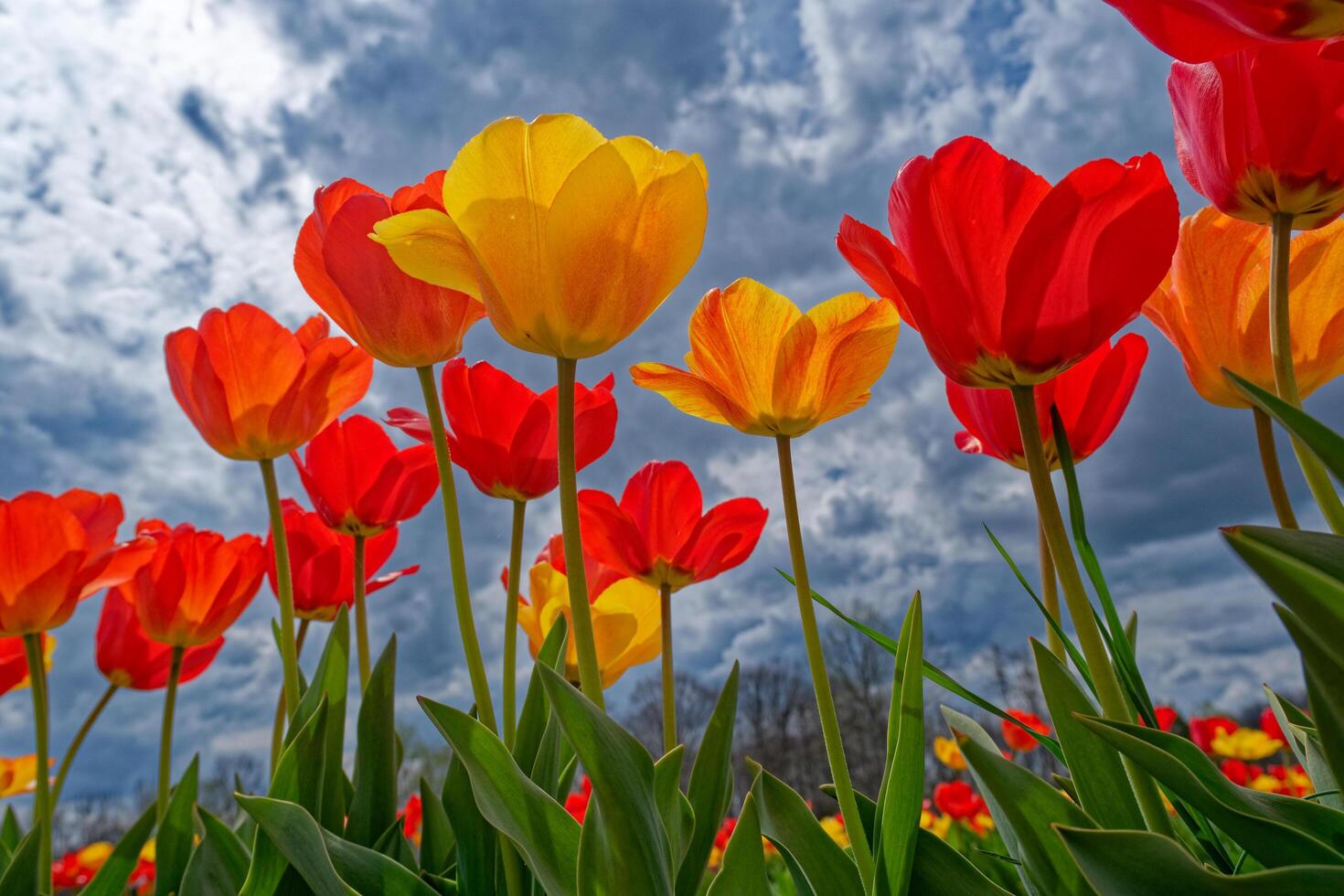 Backlit tulips closeup photo