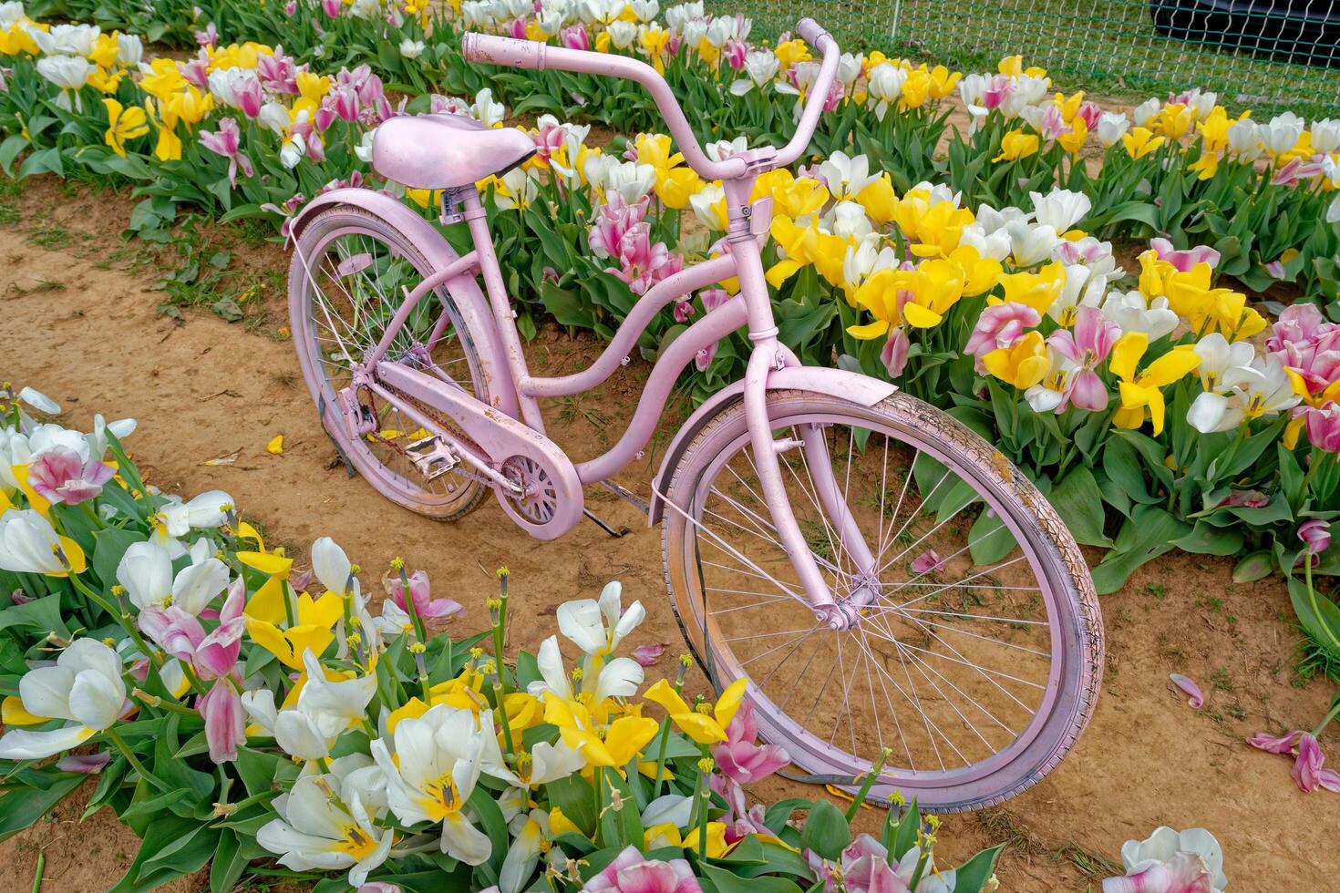 Old bicycle in a tulip field photo