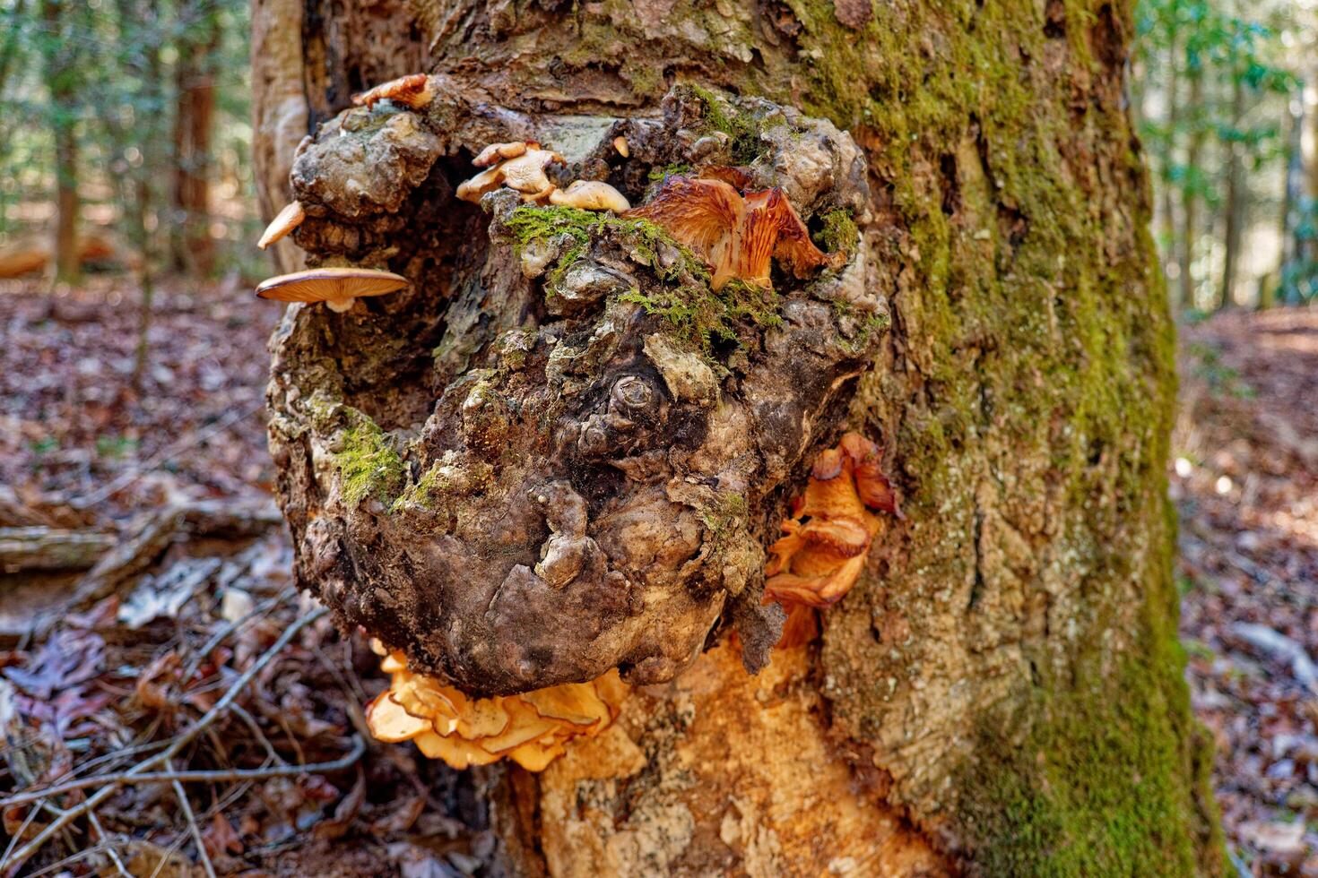 Variety of fungi on a burl photo