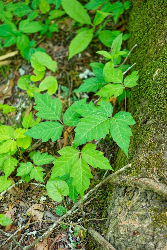 Poison ivy growing and spreading photo