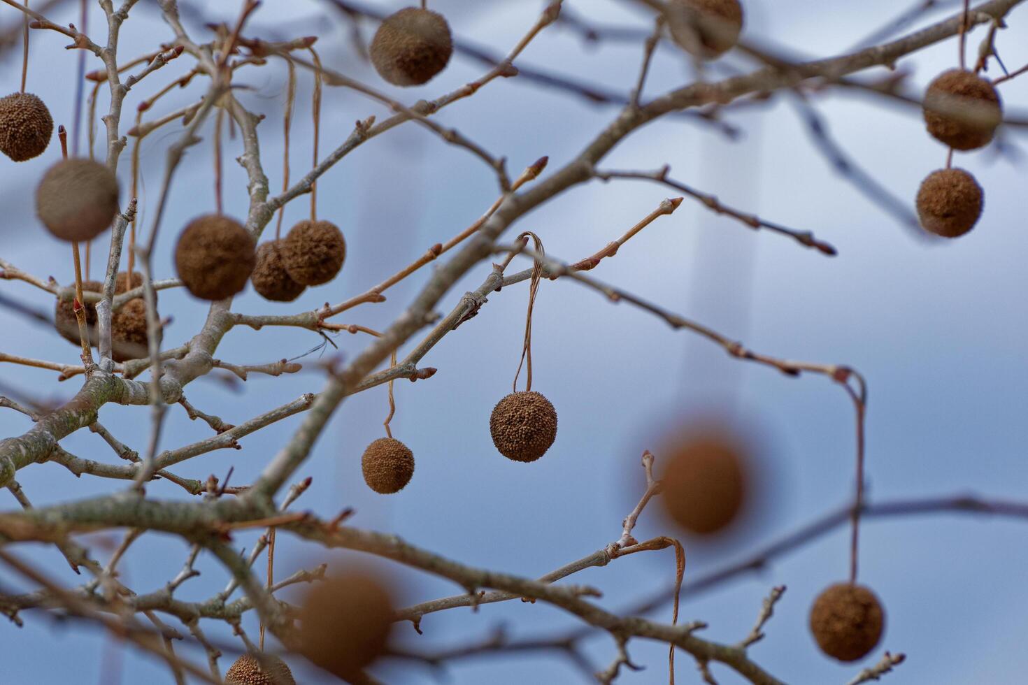 Sycamore tree seed balls photo