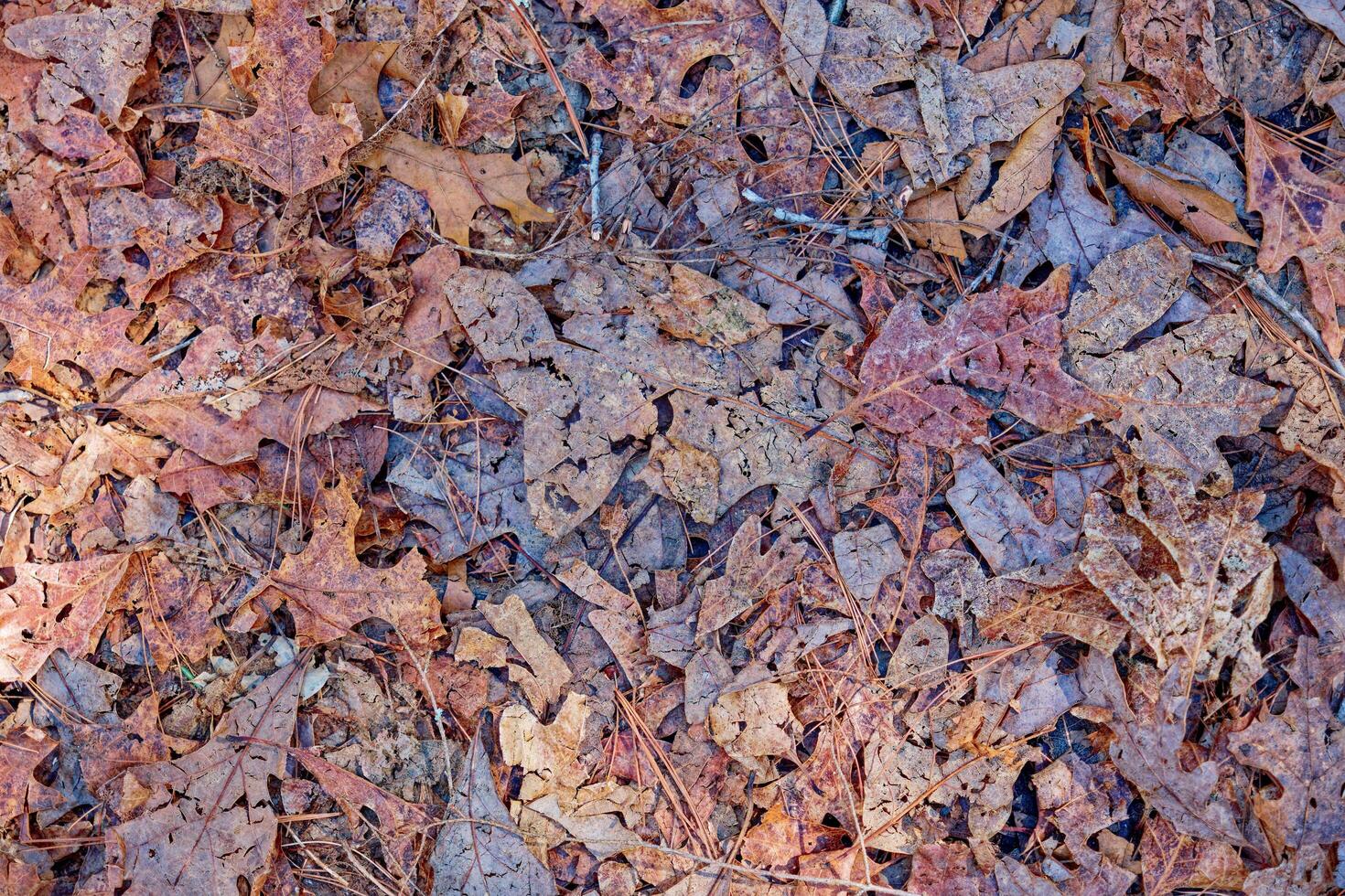 Crushed leaves on the trail photo