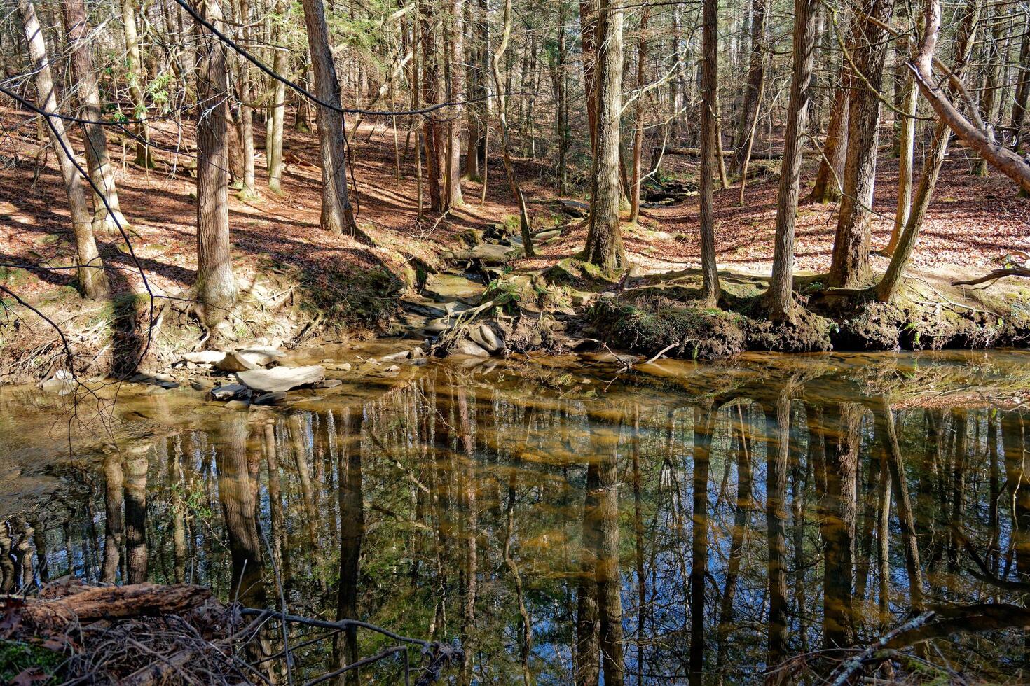 Forest reflections in the creek photo