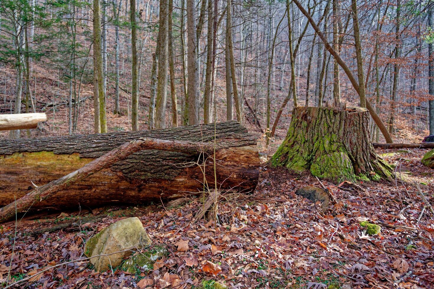 Large tree cut down photo