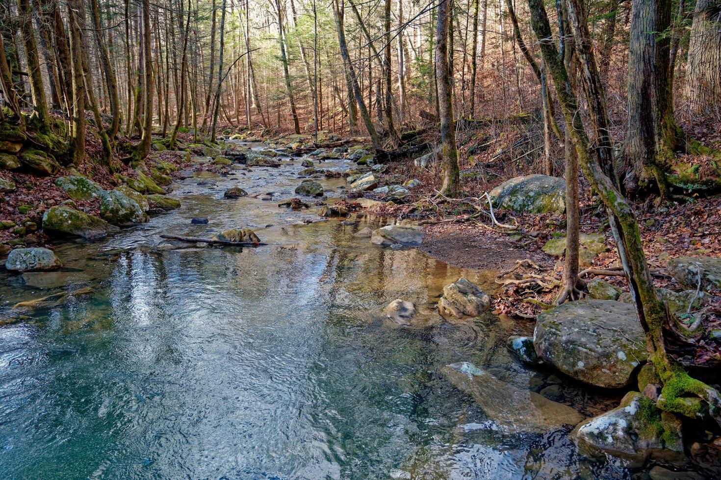Creek through the forest photo