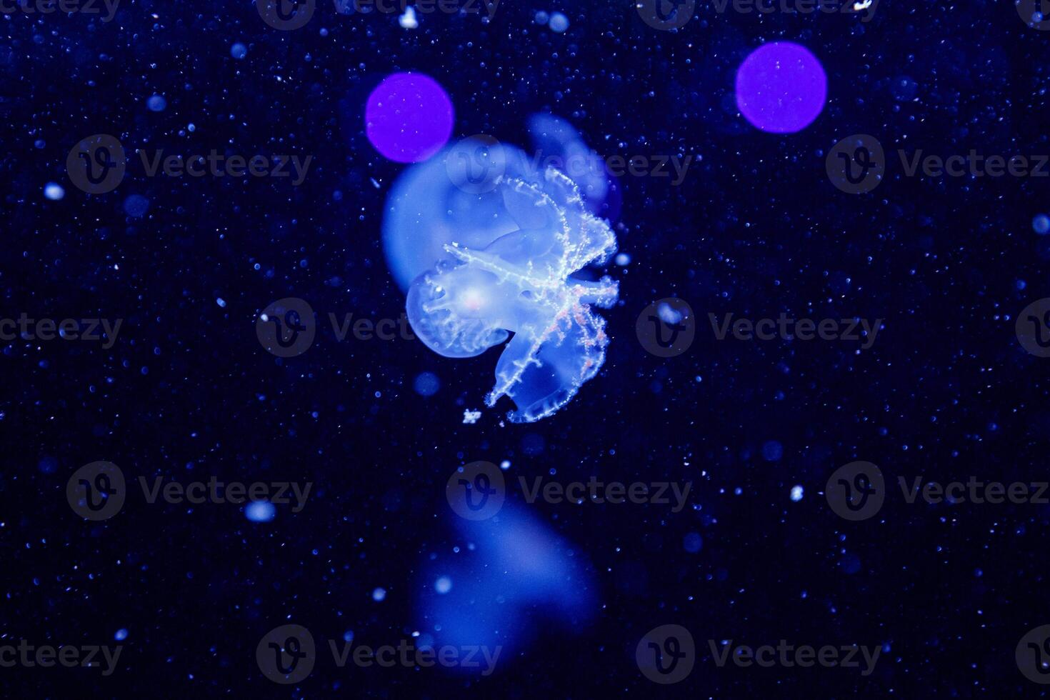 macro of a beautiful jellyfish stomolophus meleagris photo
