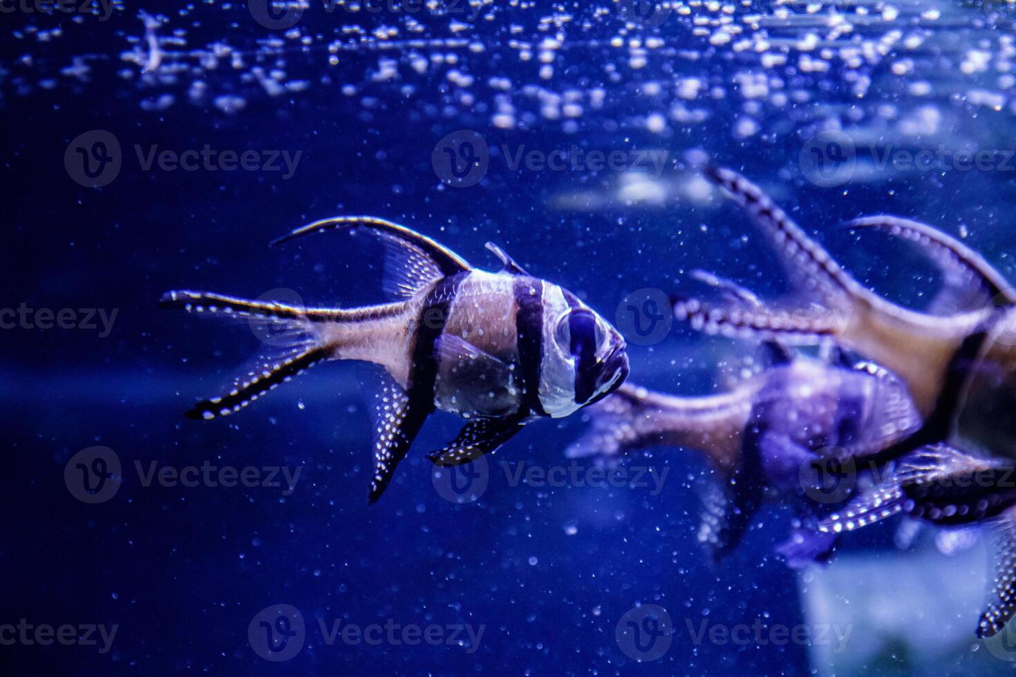 macro fish Pterapogon kauderni Apogonidae photo