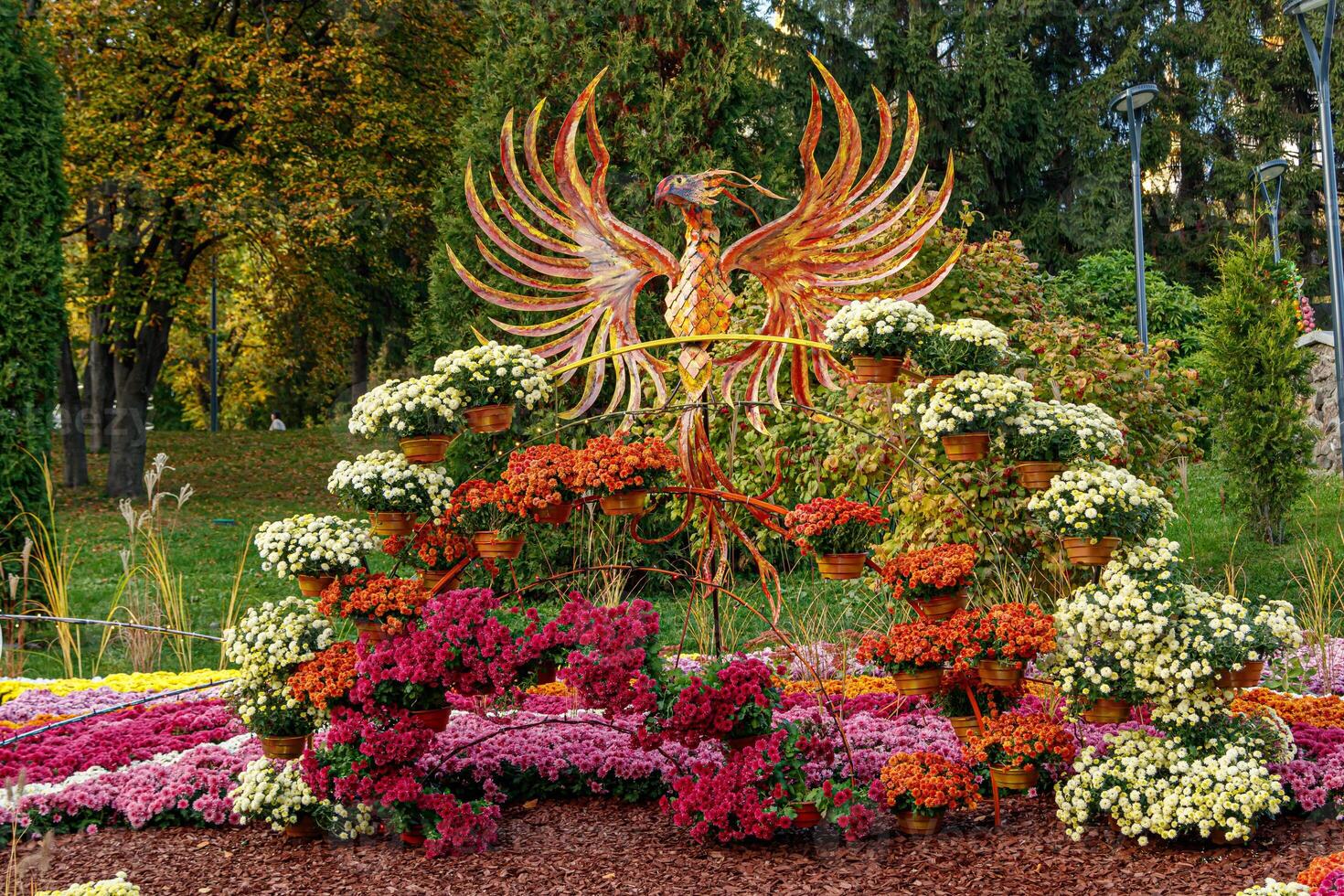multi-colored flower beds of beautiful chrysanthemums photo
