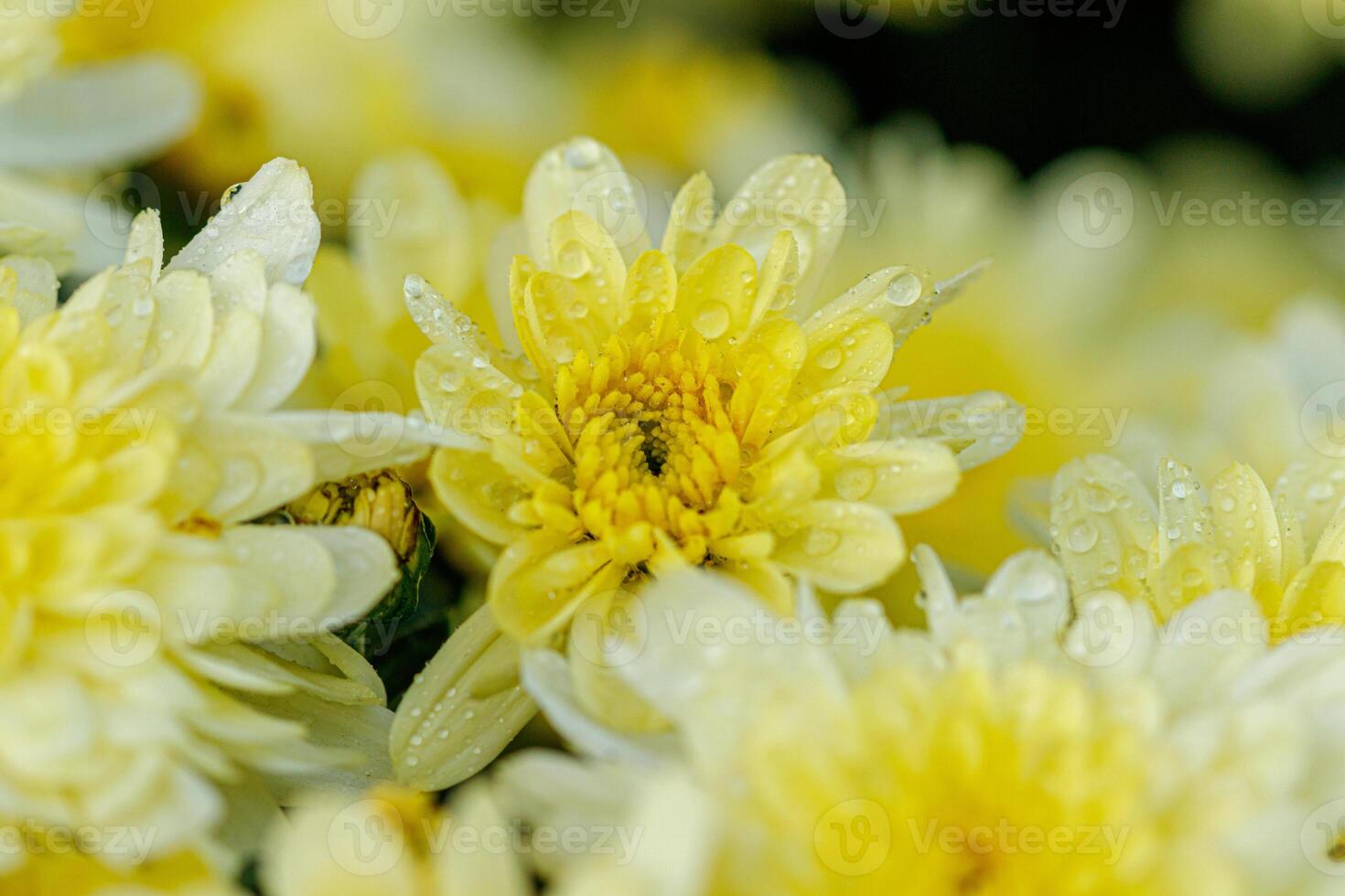 multi-colored flower beds of beautiful chrysanthemums photo