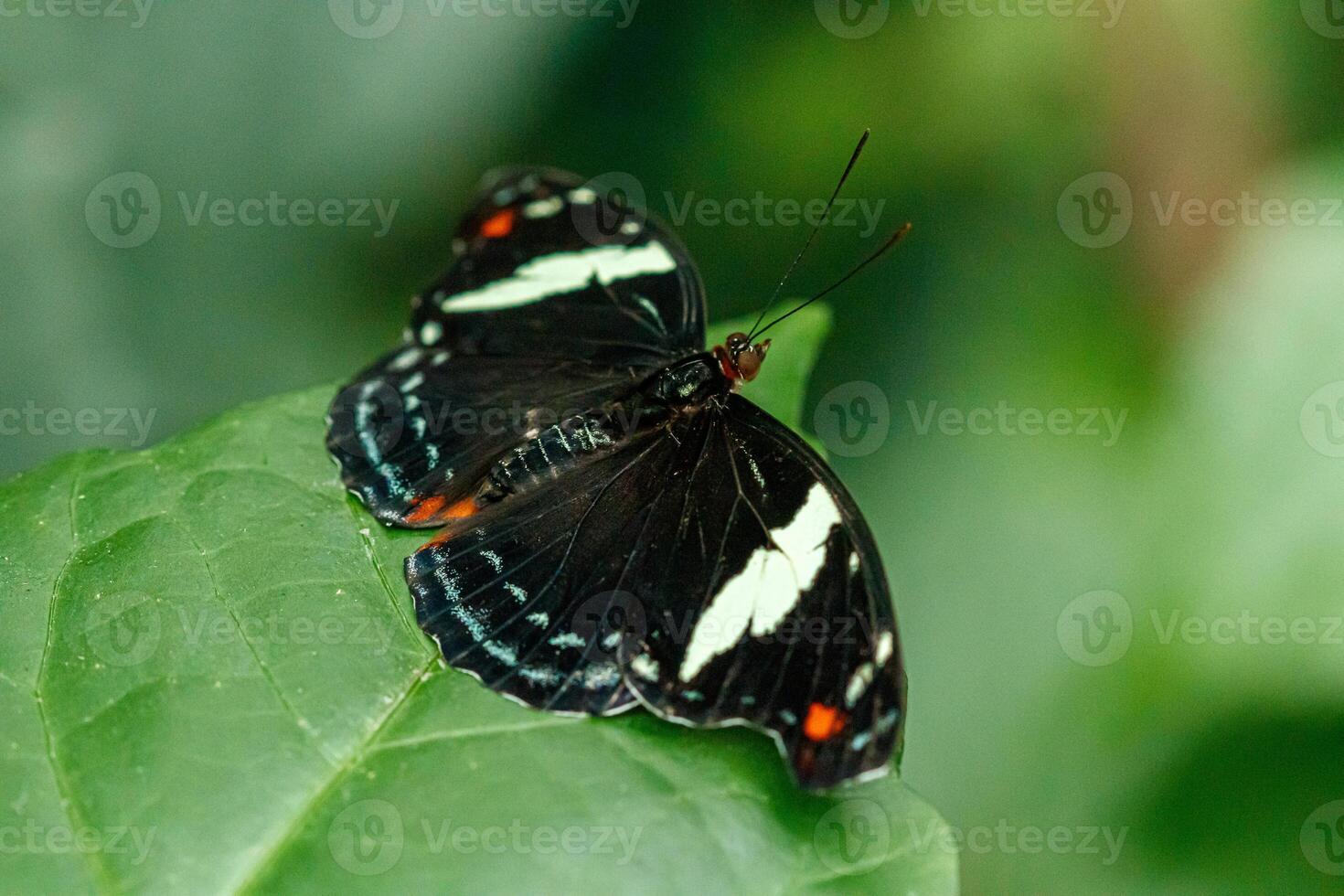 macro beautiful butterfly Papilio aegeus photo