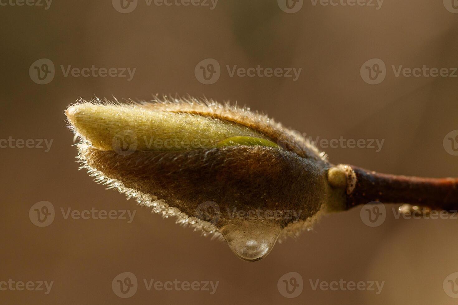 beautiful magnolia flowers with water droplets photo