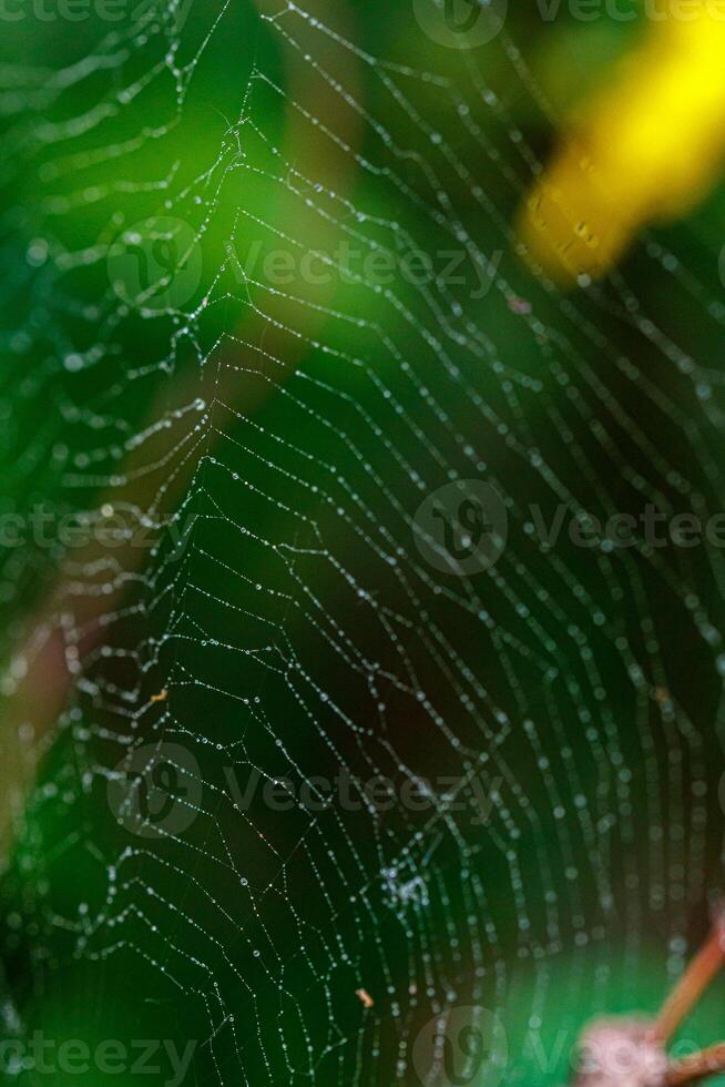 beautiful cobweb in the sun with dew drops photo