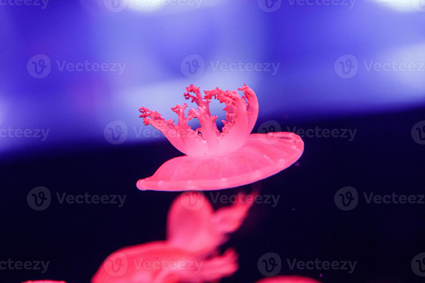 macro of a beautiful jellyfish cassiopea andromeda photo