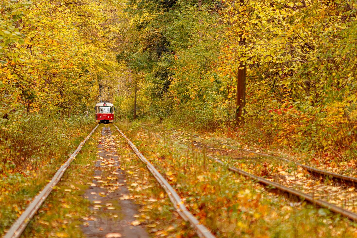 Autumn forest through which an old tram rides Ukraine photo