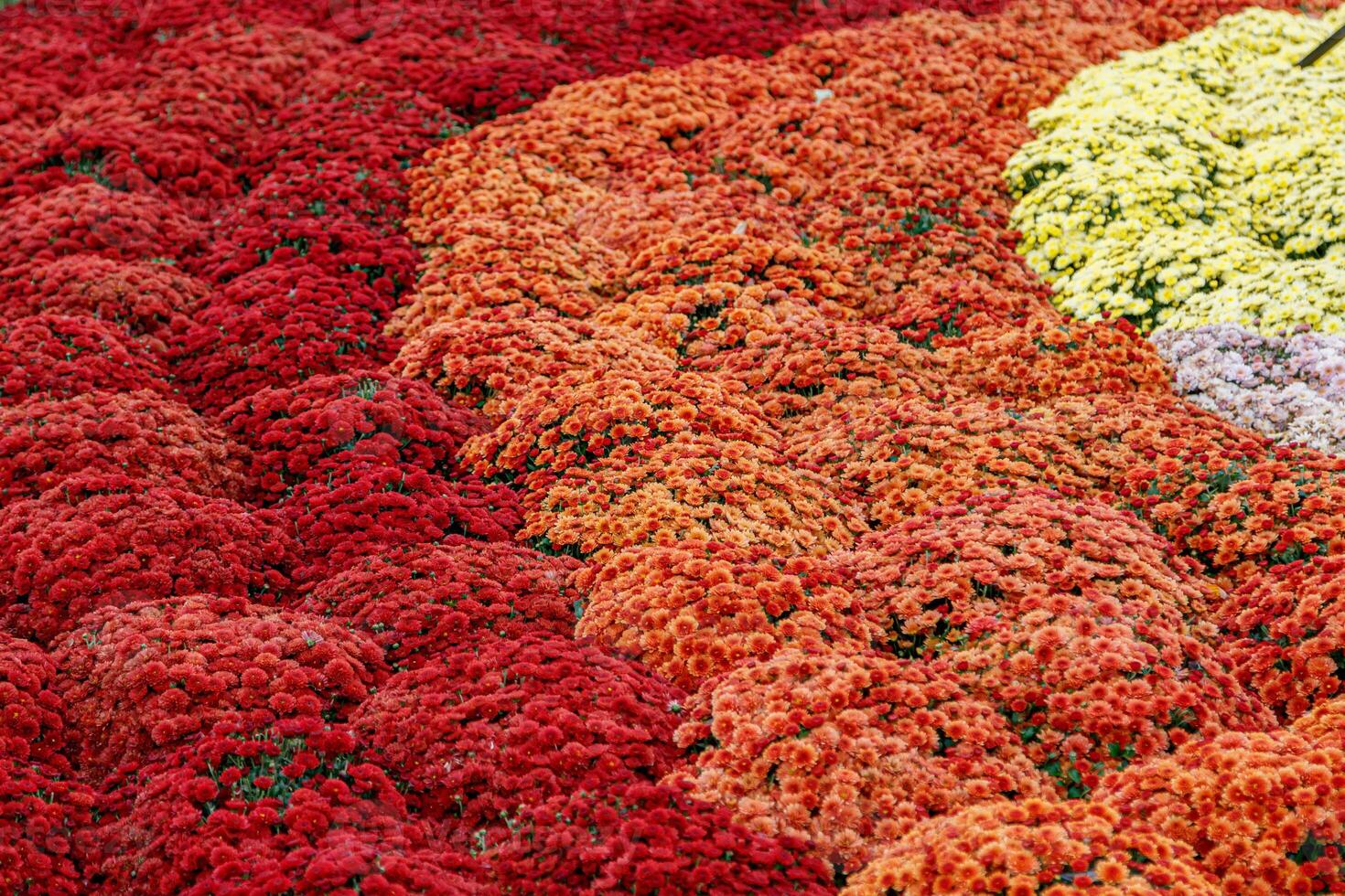 multi-colored flower beds of beautiful chrysanthemums photo