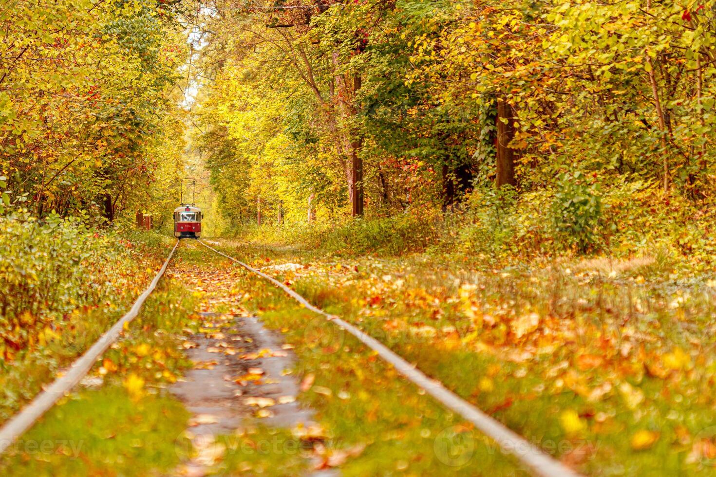 Autumn forest through which an old tram rides Ukraine photo