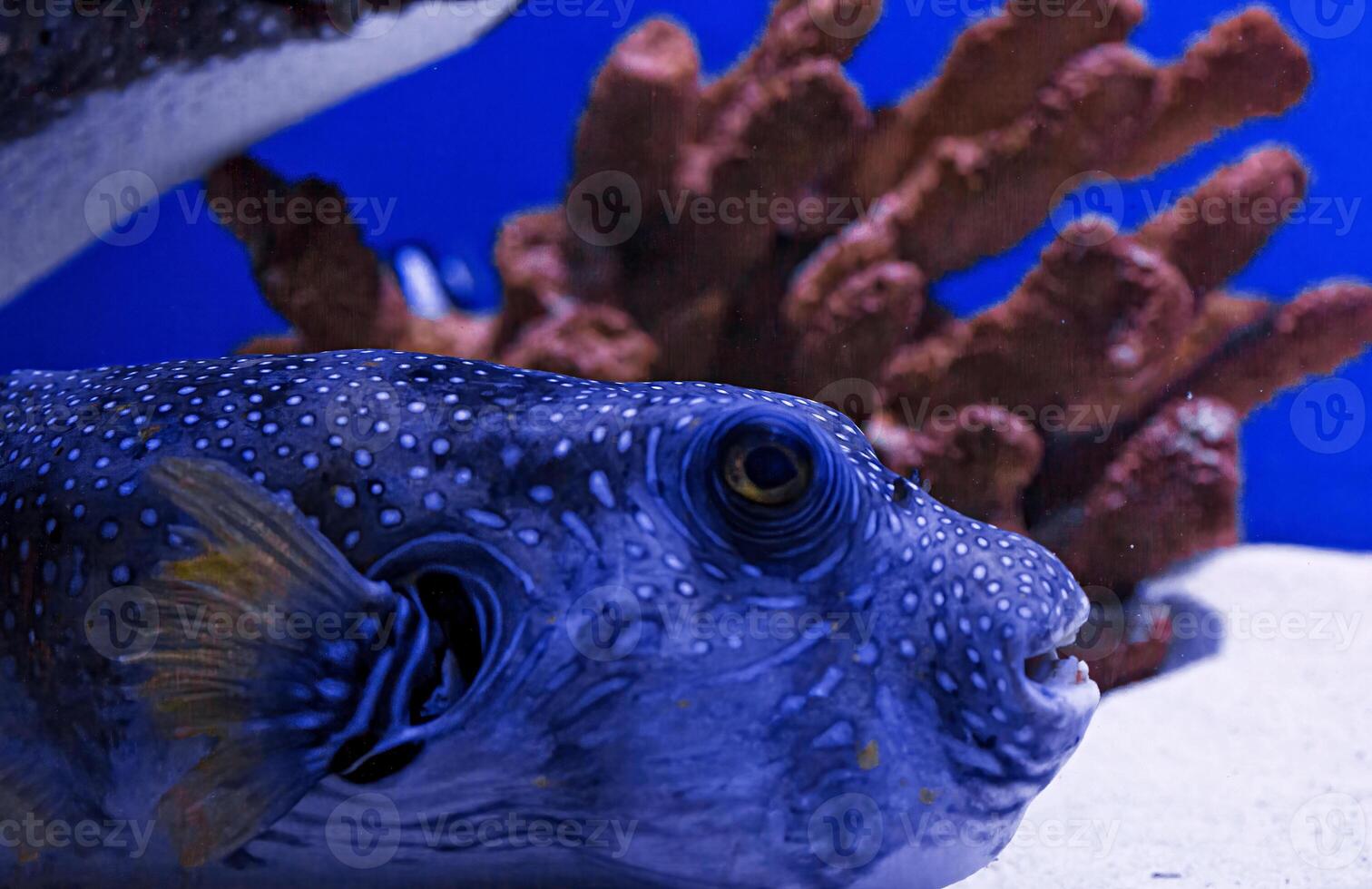 macro photography underwater pufferfish gray photo
