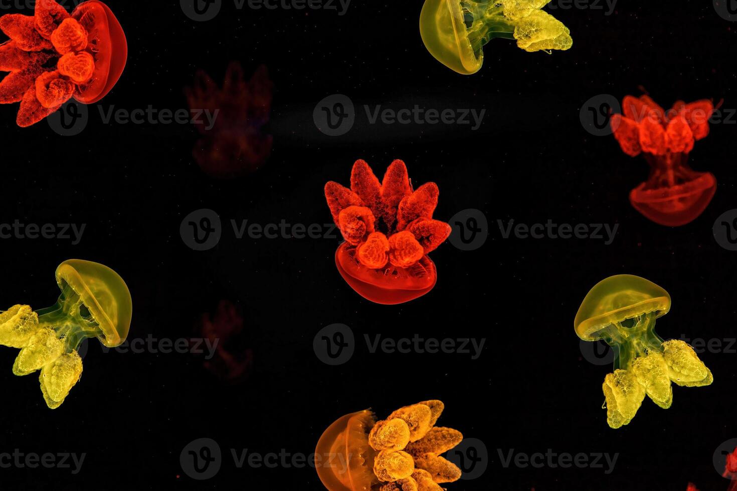 Shooting macro Lychnorhiza lucerna underwater photo