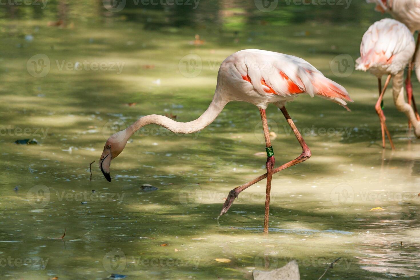 Two flamingos in the lake photo