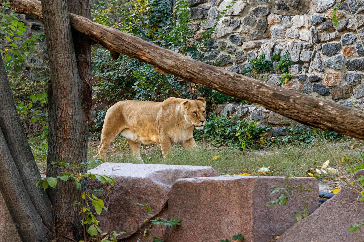 macro of a beautiful lioness in nature photo