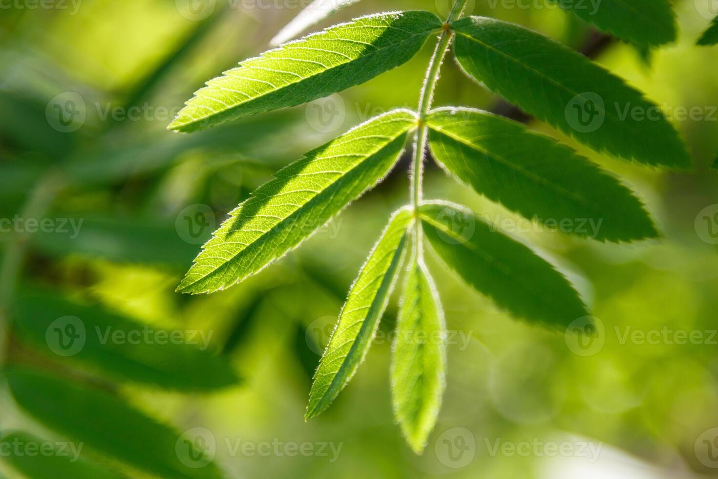Beautiful spring leaves of trees in the sun's rays macro photo