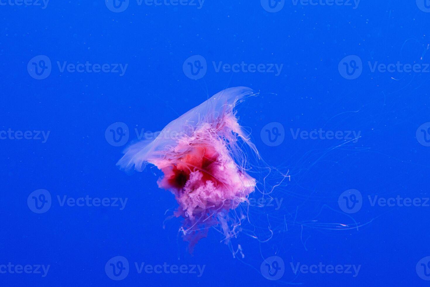 macro of a beautiful jellyfish cyanea capillata photo