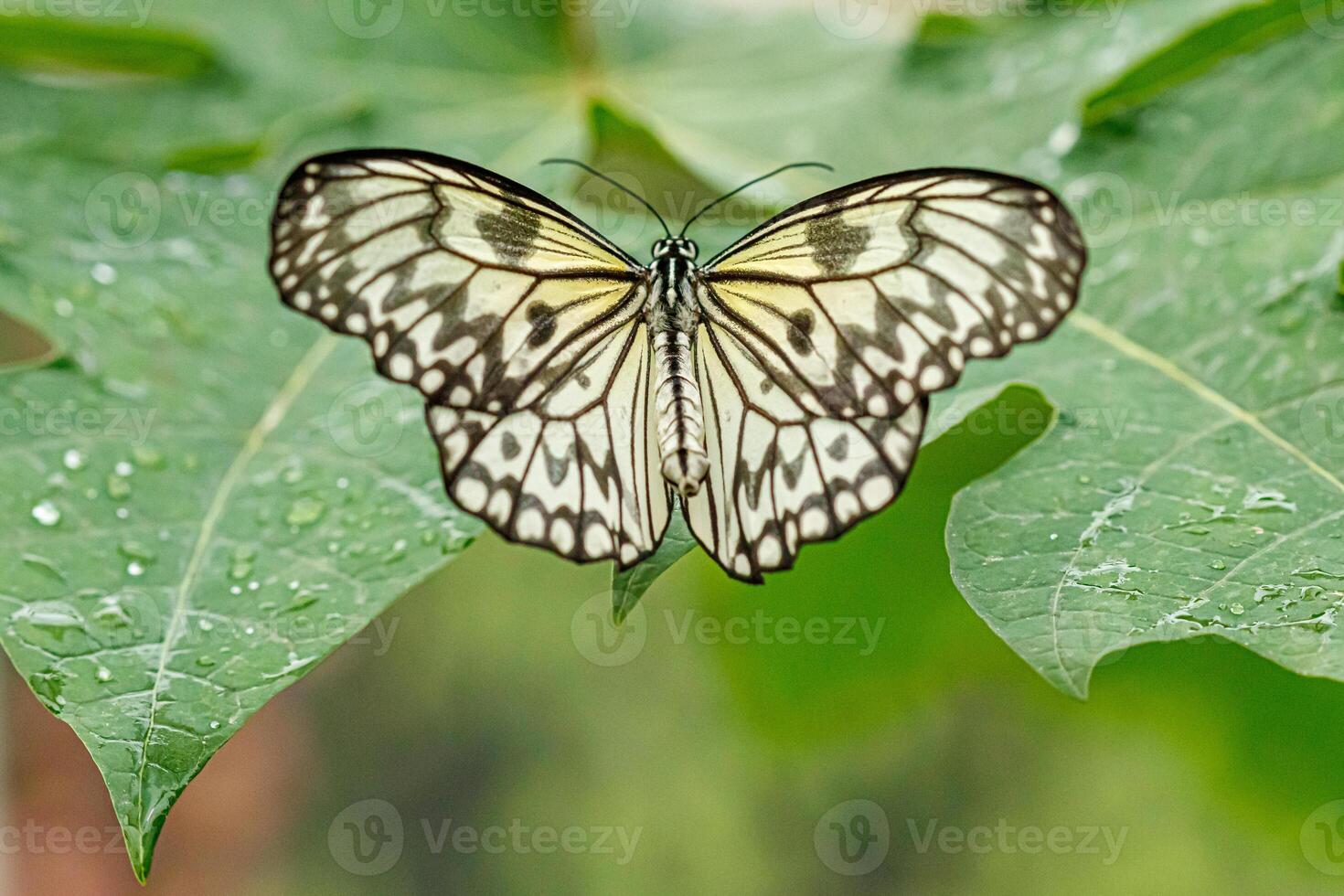 macro beautiful butterfly Idea leuconoe photo