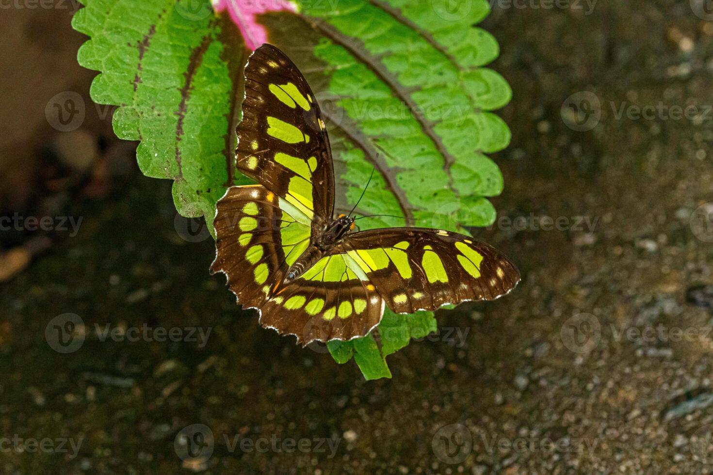 macro beautiful butterfly Siproeta stelenes photo